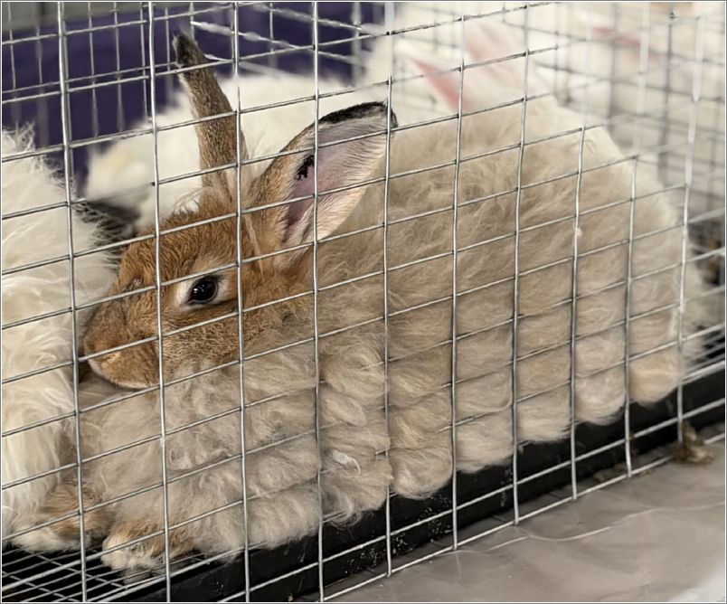  An Angora rabbit showing off its beautiful fiber. Photo: Linda Bolewicz.